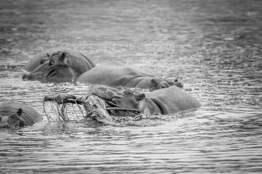 Hippo lifting a impala in the water in black and white in the Kruger National Park, South Africa.