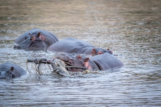 A hippo lifting an Impala out of the water in the Kruger National Park, South Africa.