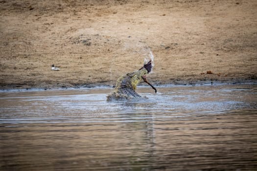 A Crocodile eating an Impala leg in the Kruger National Park, South Africa.