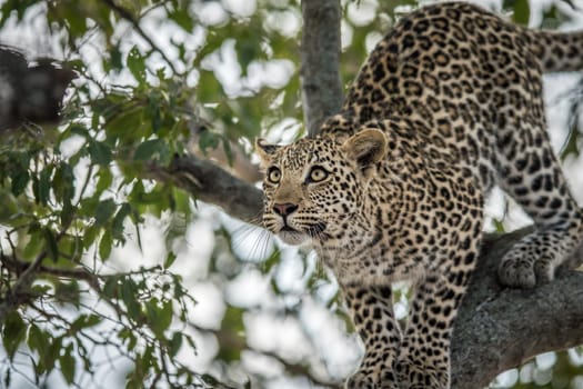 A Leopard in a tree in the Kruger National Park, South Africa.