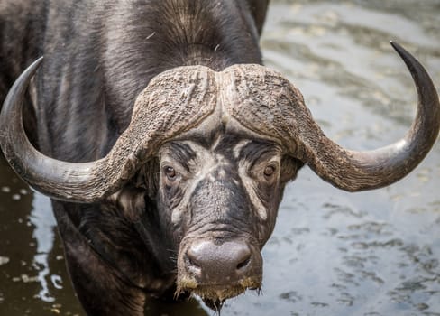 Starring Buffalo bull in the Kruger National Park, South Africa.