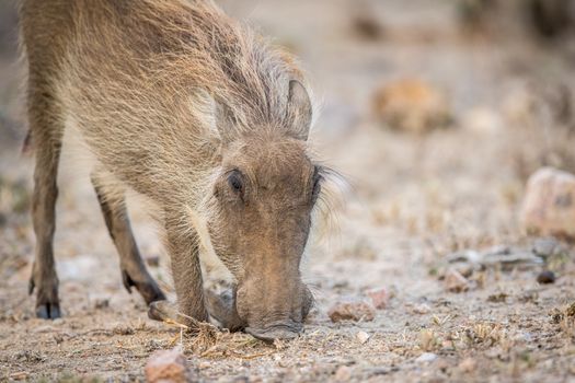 Warthog eating in the Kruger National Park, South Africa.