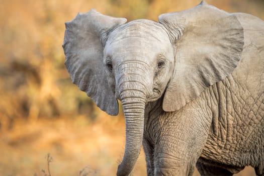 A Young Elephant starring at the camera in the Kruger National Park, South Africa.