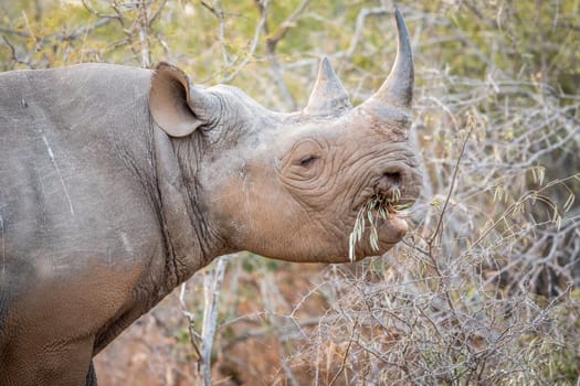 Eating Black rhino in the Kruger National Park, South Africa.