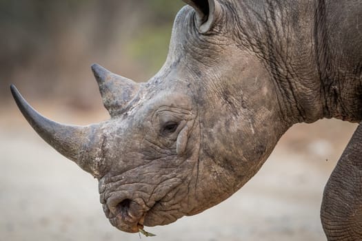 Close up of a Black rhino head in the Kruger National Park, South Africa.