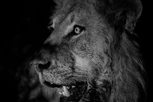 Side profile of a Male lion in black and white in the Kruger National Park, South Africa.