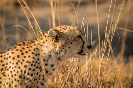 Side profile of a Cheetah in the Kruger National Park, South Africa.