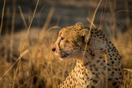 Side profile of a Cheetah in the Kruger National Park, South Africa.