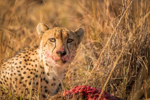 Cheetah on a kill starring in the Kruger National Park, South Africa.