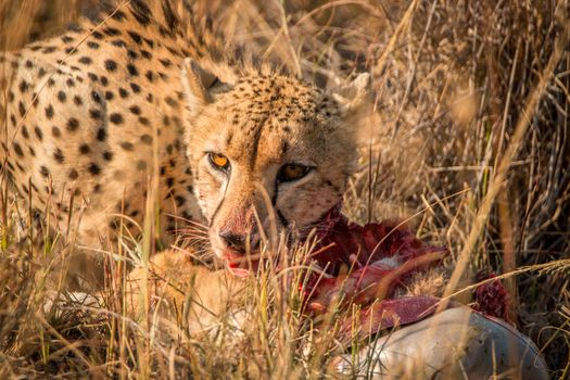 Eating Cheetah in the Kruger National Park, South Africa.