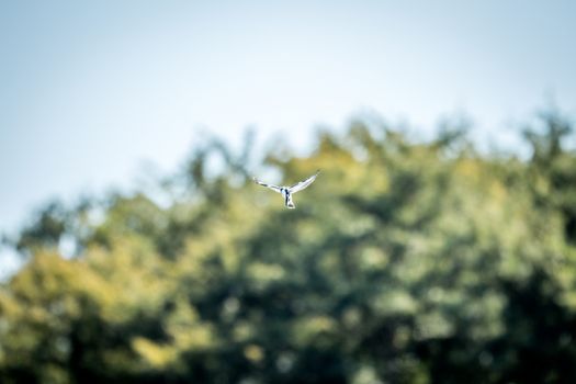 Flying Pied kingfisher in the Kruger National Park, South Africa.