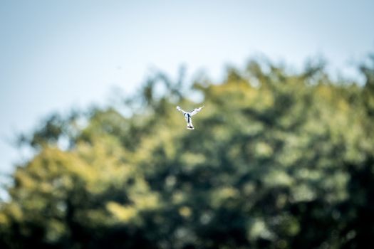 Flying Pied kingfisher in the Kruger National Park, South Africa.