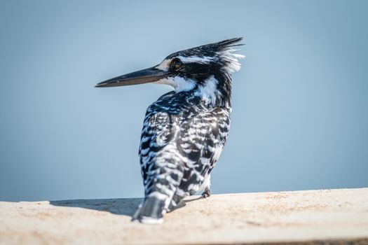 Pied kingfisher sitting on a bridge in the Kruger National Park, South Africa.