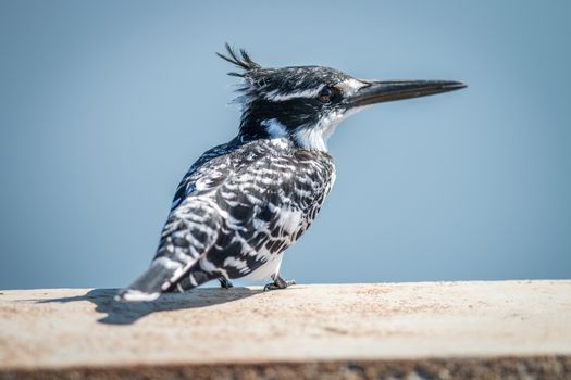 Pied kingfisher sitting on a bridge in the Kruger National Park, South Africa.