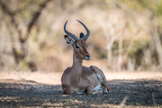 Impala laying down in the Kruger National Park, South Africa.