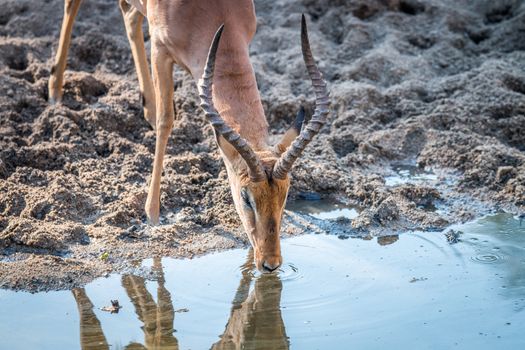 Impala drinking in the Kruger National Park, South Africa.