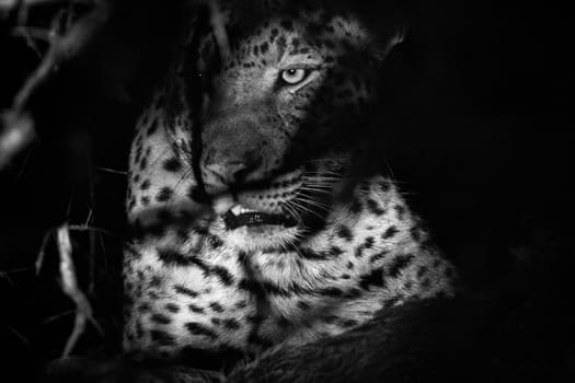 A Leopard in the bushes in black and white in the Kruger National Park, South Africa.