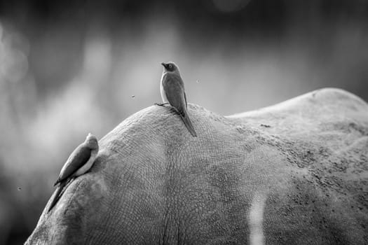 Red-billed oxpeckers on a Rhino in black and white in the Kruger National Park, South Africa.