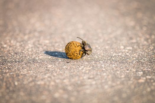 Dung beetle rolling a ball of dung in the Kruger National Park, South Africa.