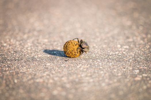 Dung beetle rolling a ball of dung in the Kruger National Park, South Africa.