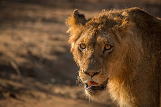 A starring young male Lion in the Kruger National Park, South Africa.