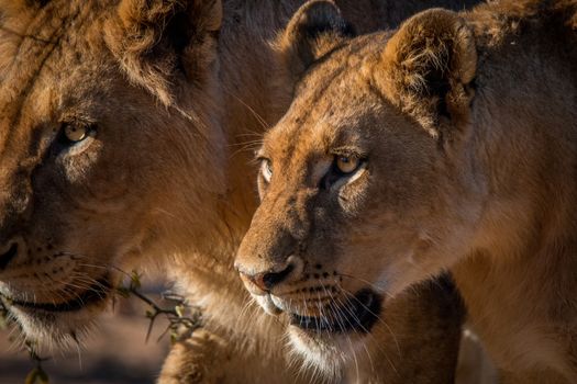 Two Lions walking in the Kruger National Park, South Africa.