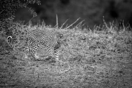 A young Leopard walking in black and white in the Kruger National Park, South Africa.