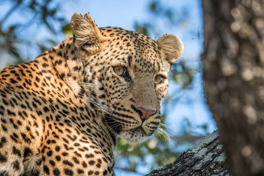 A Leopard looking back in a tree in the Kruger National Park, South Africa.