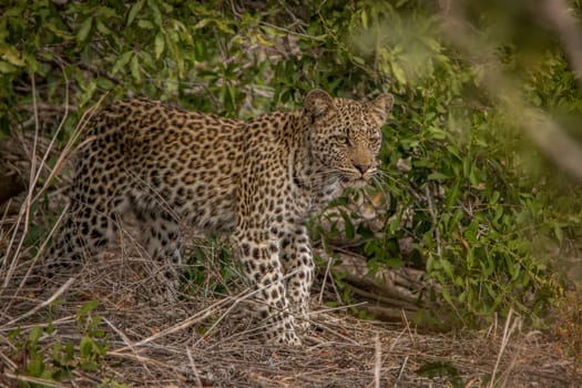 A young Leopard on the look out in the Kruger National Park, South Africa.