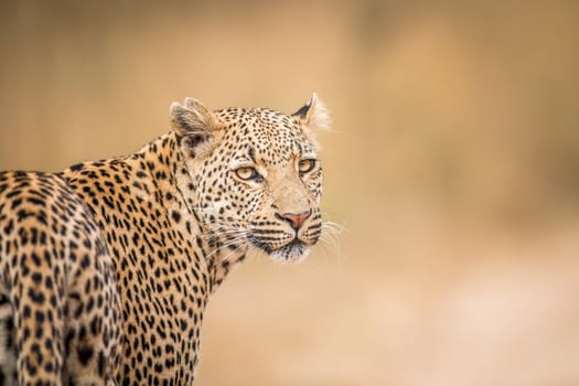 A Leopard looking back in the Kruger National Park, South Africa.