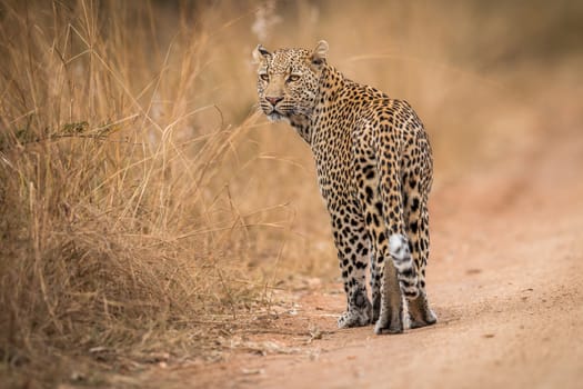 A Leopard looking back in the Kruger National Park, South Africa.