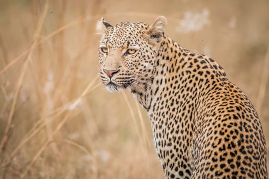 A Leopard looking back in the Kruger National Park, South Africa.