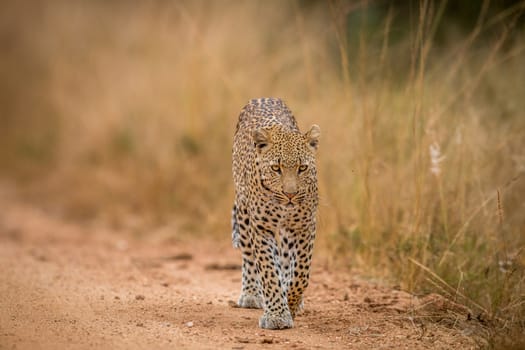 A Leopard walking towards the camera in the Kruger National Park, South Africa.