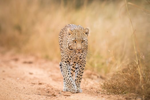 A Leopard walking towards the camera in the Kruger National Park, South Africa.