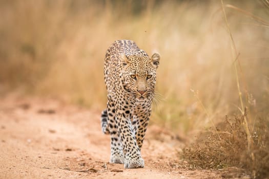 A Leopard walking towards the camera in the Kruger National Park, South Africa.