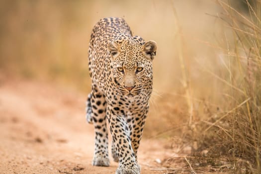 A Leopard walking towards the camera in the Kruger National Park, South Africa.