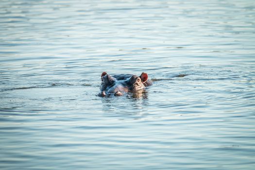 A hippo peaking out of the water in the Kruger National Park, South Africa.