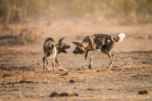 Playing African wild dogs in the Kruger National Park, South Africa.