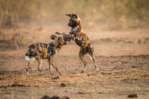 Playing African wild dogs in the Kruger National Park, South Africa.