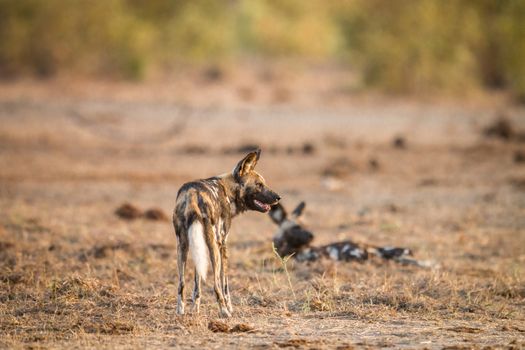 Two African wild dogs in the Kruger National Park, South Africa.