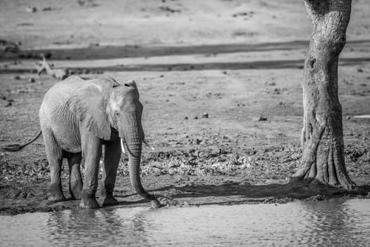 A drinking Elephant in black and white in the Kruger National Park.