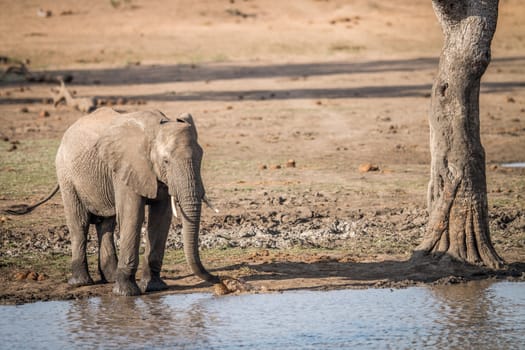 A drinking Elephant in the Kruger National Park, South Africa.