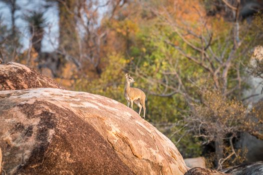 A Klipspringer on a rock in the Kruger National Park, South Africa.