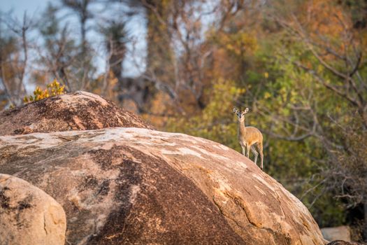 A Klipspringer on a rock in the Kruger National Park, South Africa.