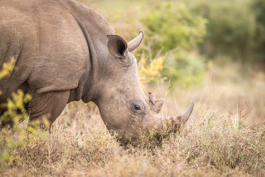 Eating White rhino with an oxpecker in the Kruger National Park, South Africa.