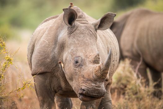 Starring White rhino with oxpeckers in the Kruger National Park, South Africa.