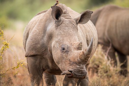 Starring White rhino with oxpeckers in the Kruger National Park, South Africa.