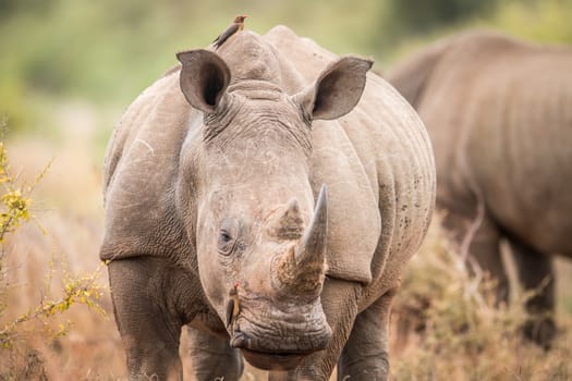 Starring White rhino with an oxpeckers in the Kruger National Park, South Africa.