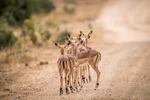 A group of female impalas starring from behind in the Kruger National Park, South Africa.