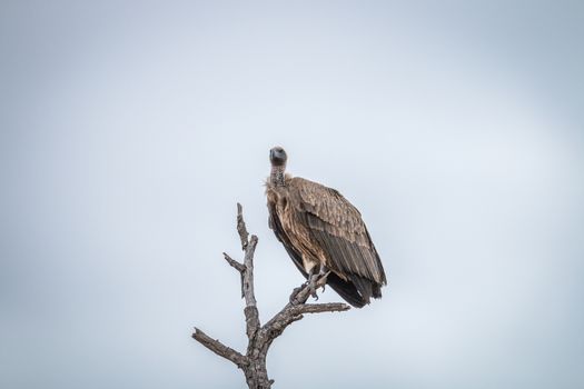 White-backed vulture sitting on a branch in the Kruger National Park, South Africa.